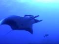 Diving with Hammerheads & Mantas at Socorro Aboard Solmar V