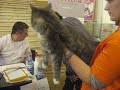 Expozitia Felina Internationala - Aristocats 8