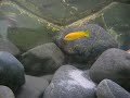 Metriaclima greshakei 2