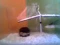 tortugas ... acuario 1