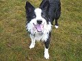 BE A FOOT WARMER (Stupid Dog Trick #52)