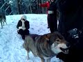 Möte med vargar 5 Vargarna ylar Möte med vargar 5 Vargarna ylar