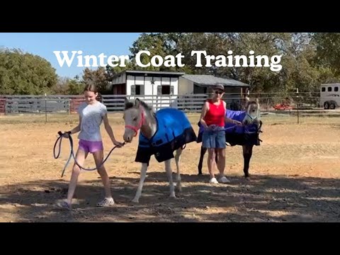 Foal Update: Winter Coats