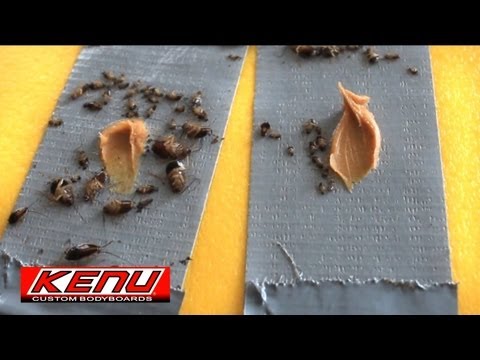 how to get rid roaches in car