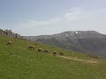 camosci al pascolo