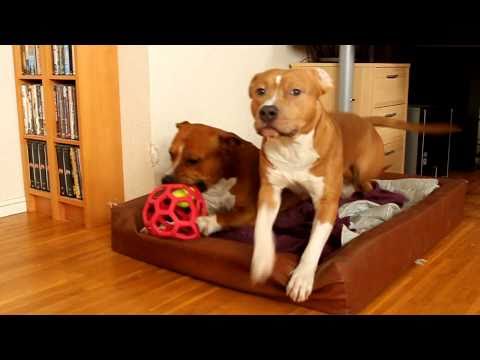 amstaff
