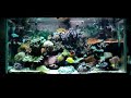 reef tank 2