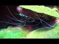 Curacao - Northcoast Scuba dive Curacao - Northcoast Scuba dive
