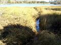 videos de Counting herring at Pilgrim Lake in Orleans
