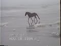 Outer Banks, North Carolina Wild Horses on Beach
