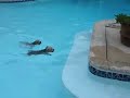 dogs swimming