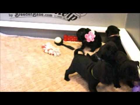 Just look at how adorable these pugs are!