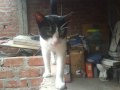 GATO VACA.wmv