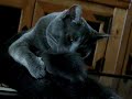 Nyla cleaning her stumpy tail Nyla cleaning her stumpy tail