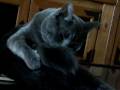 videos de Nyla cleaning her stumpy tail