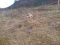 videos de Dogbook Movie: Godis og Wille i skogen