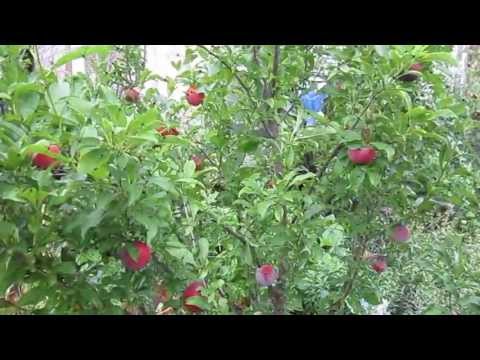 how to fertilize peach trees in texas
