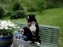 Birkeboxer