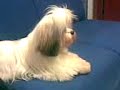 CACHORRO ANDA DE SKATE,FUMA E � LOUCO POR SKOL!!!!