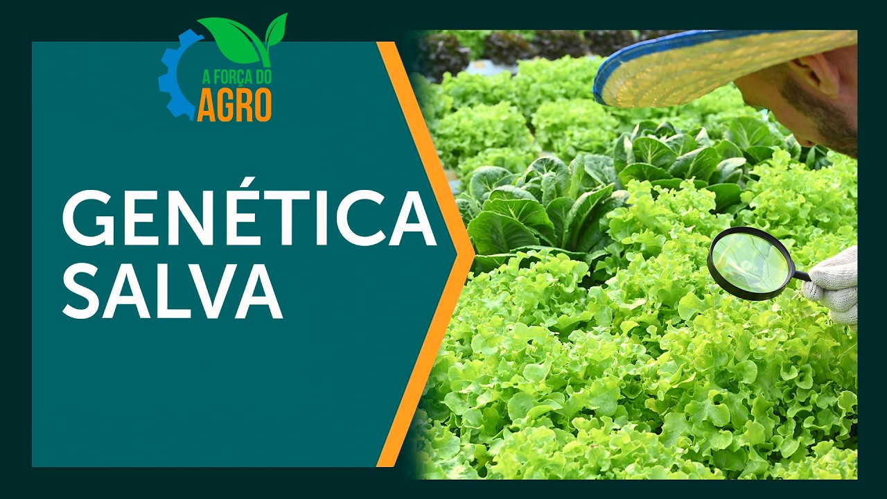 Melhoramento genético: A arma do produtor contra clima e pragas  |  AFA, com Joice Maffezzolli
