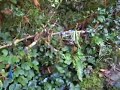 Holy Well - Tobernalt Sligo