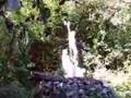 Holy Well - Tobernalt Sligo
