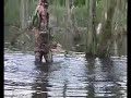 Sexy Predator fishing for pike / Musky