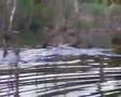 Sexy Predator fishing for pike / Musky