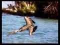 faune du yucatan (mexique)