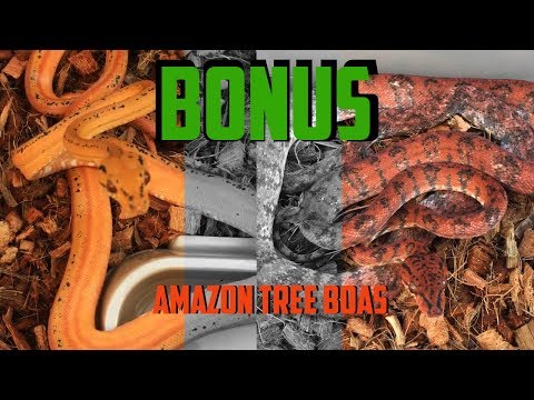 YouTube reptile video