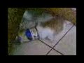 Funny cat Funny cat