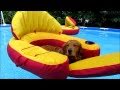 Check this Out!! Golden Retriever Dogs in Pool!! To Funny!!