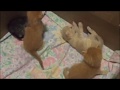 Bowley Kittens