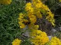 Busy Bumble Bee