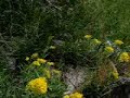 Busy Bumble Bee