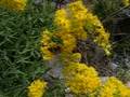 Busy Bumble Bee