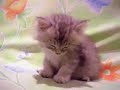 kitty kitty