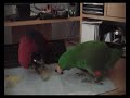 Eclectus Pen Fight