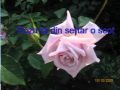 cargo-daca ploaia s-ar opri