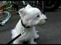 a strong wind