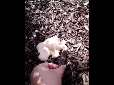 how to kill mulch fungus