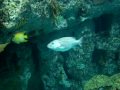 Aquario de Corais EUA 
