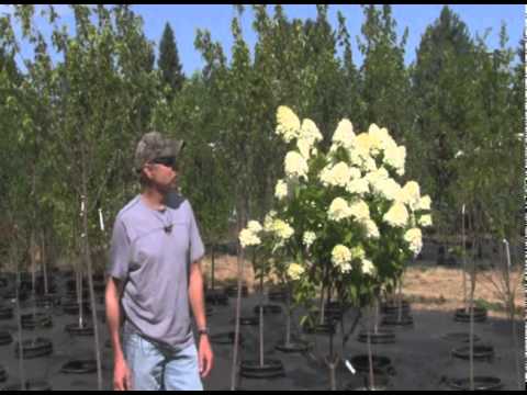 how to fertilize limelight hydrangea