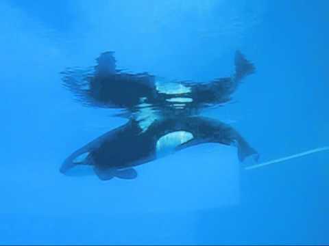 killer whale