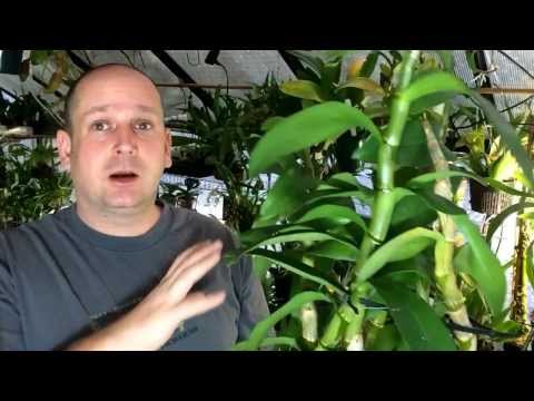 how to plant a baby orchid