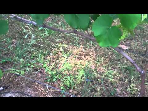 how to grow grapes in tn