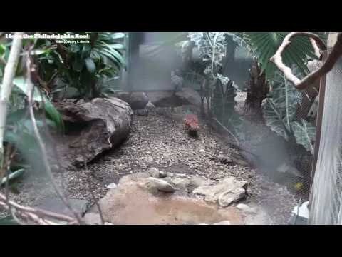 Philadelphia Zoo Bleeding Heart Dove Walking To and Fro