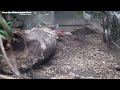 Philadelphia Zoo Bleeding Heart Dove Walking To and Fro 1
