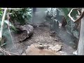 Philadelphia Zoo Bleeding Heart Dove Walking To and Fro 2