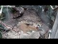 Philadelphia Zoo Bleeding Heart Dove Walking To and Fro 3